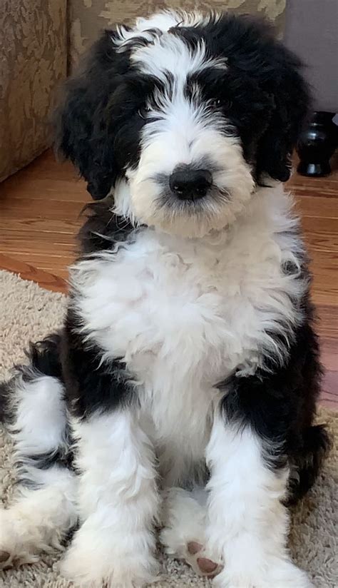 There are standard, mini, and micro or tiny sheepadoodles. . Sheepadoodle puppies for sale uk